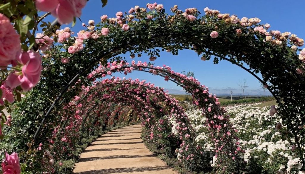O túnel de rosas florido no parque. Crédito: Divulgação.