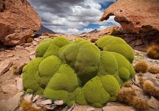 Parece un musgo, pero vive 3.000 años: la llareta, el ser más longevo del Altiplano