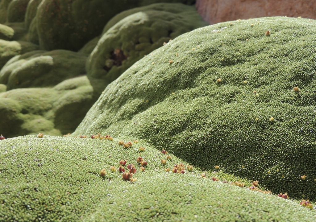 Yareta plant Yareta plant