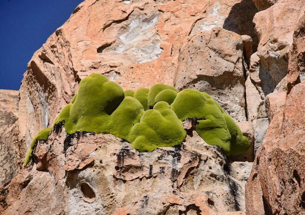 Llareta entre las rocas Llareta entre las rocas