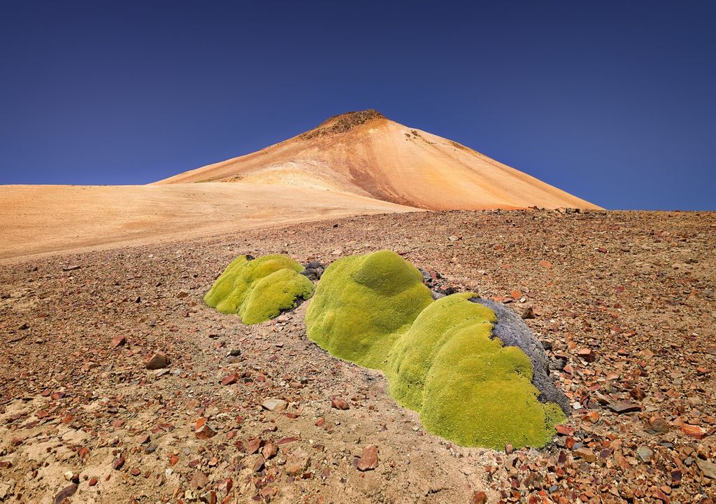 llareta altiplano llareta altiplano