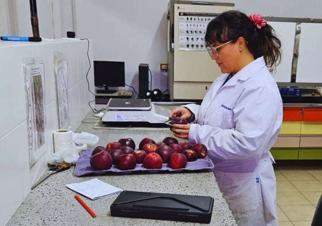 inta Paula Calvo, técnica del INTA Alto Valle y responsable de la evaluación, analiza los parámetros de calidad y madurez de las manzanas Kissabel. Gentileza: INTA