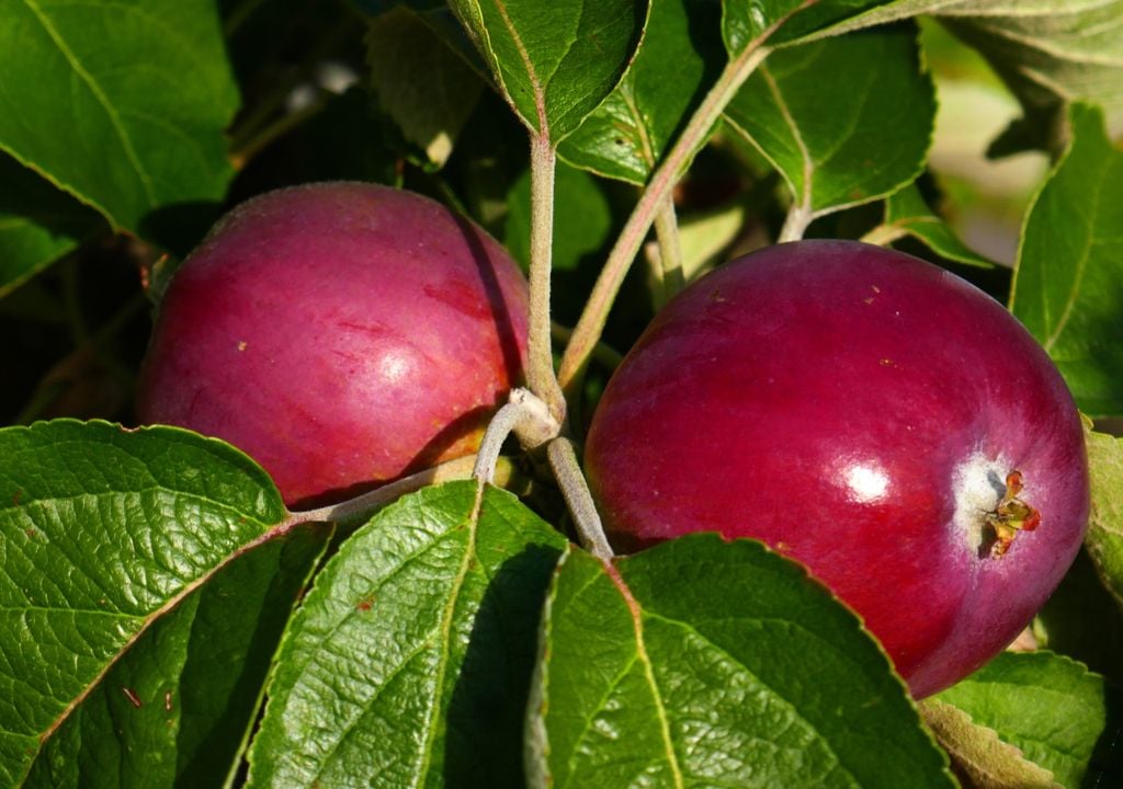 manzana La manzana Kissabel se distingue por su pulpa roja natural, una característica que busca conquistar los mercados premium de todo el mundo.