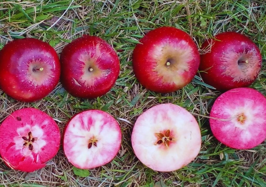 manzana Las plantas se cultivan en un recinto experimental bajo el mismo manejo tecnológico que utilizan los productores frutícolas del Alto Valle. Gentileza: INTA