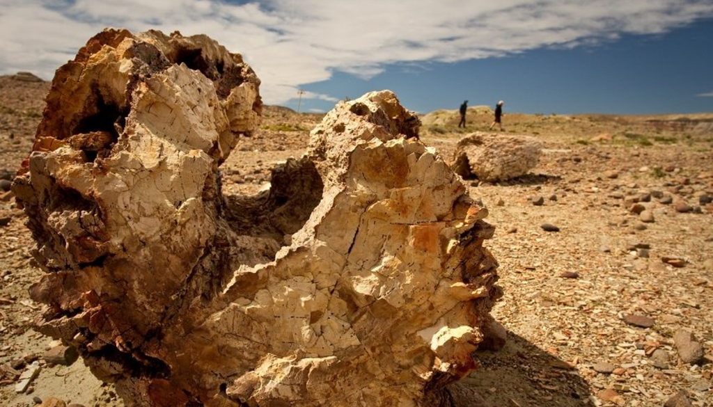 Bosque Petrificado Sarmiento Chubut Además de los restos de árboles petrificados, la zona alberga fauna silvestre de la estepa patagónica, como piches, guanacos y pumas. Foto: X @MinTuryAP