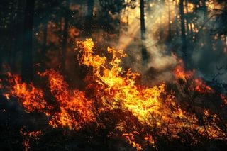 Park Fire continues to spread in California, becoming one of the largest on record since its ignition last week