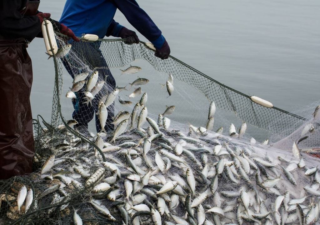 Pesca Pesca