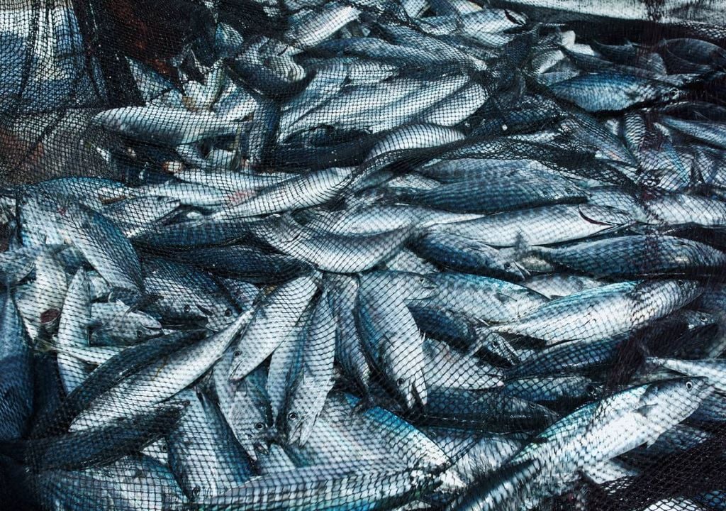 Pescado Pescado