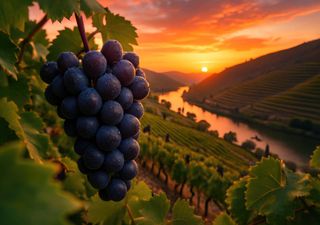 Parlamento volta a debater a crise na viticultura no Douro. CNA é ouvida esta terça-feira na Comissão de Agricultura