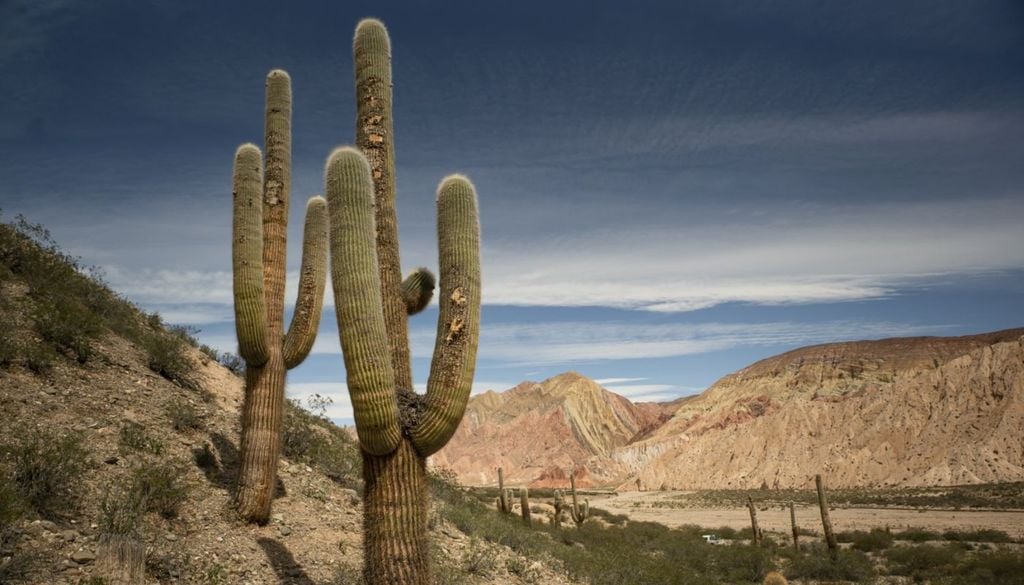 El increíble Parque Nacional donde los cactus gigantes dominan el paisaje: lo que tenés que saber para tu próxima escapada al norte argentino El increíble Parque Nacional de Argentina donde los cactus gigantes dominan el paisaje. | Foto: Adminsitración Parques Nacionales