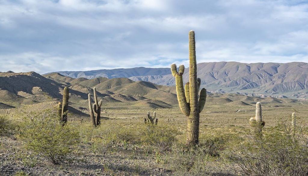Parque Nacional Los Cardones Como su nombre lo indica, el protagonismo de esta área natural protegida se lo lleva la presencia de cardones custodiando los caminos. | Foto: Adminsitración Parques Nacionales
