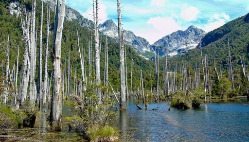 Parque Tagua Tagua: descubre un santuario de bosques milenarios en el coraz&oacute;n de la Patagonia Verde