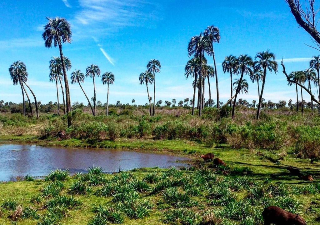 Parque Nacional El Palmar