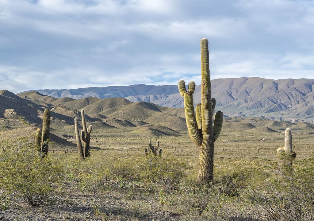 Parque Nacional Los Cardones