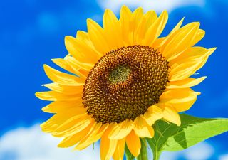 La particular característica que tiene el girasol para eludir la sequía