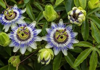 Pasionaria: la flor que maravilla por su diseño y se adapta a climas diversos en todo Chile 