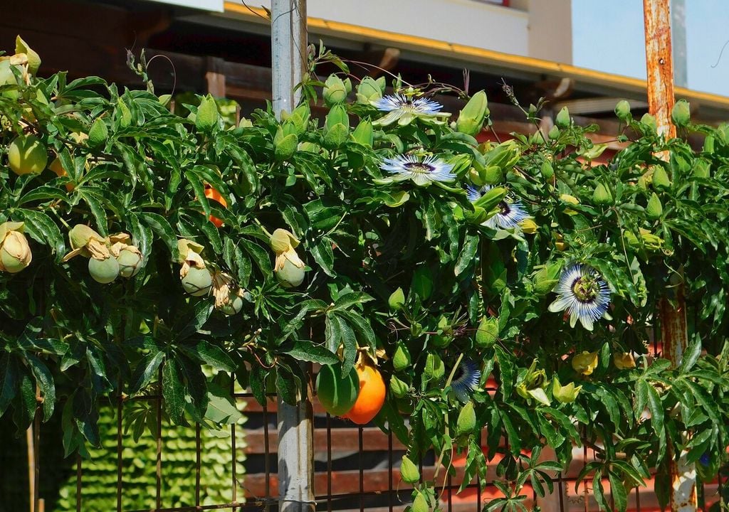 La pasionaria atrae mariposas y picaflores, convirtiéndose en un punto de vida dentro del jardín.
