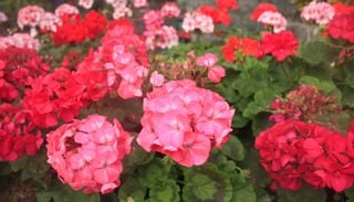 Paso a paso: 4 claves para recuperar tus malvones despu&eacute;s del fr&iacute;o y que exploten de color en primavera
