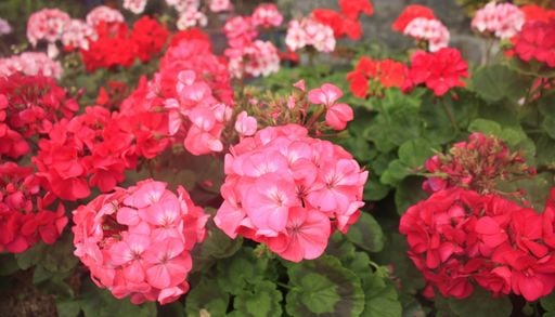 Paso a paso: 4 claves para recuperar tus malvones despu&eacute;s del fr&iacute;o y que exploten de color en primavera