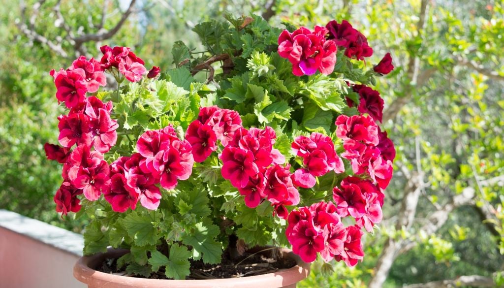 plantas El resultado de un buen mantenimiento: floración continua y follaje sano durante toda la temporada estival.
