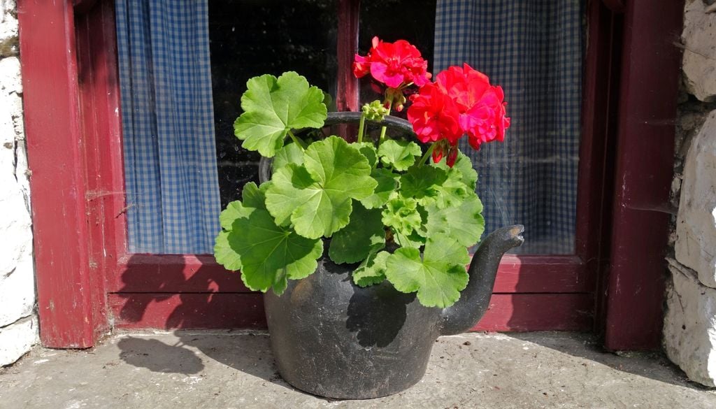 PLANTAS Tras la poda y el cambio de sustrato, los malvones responden con brotes fuertes y mucho color.