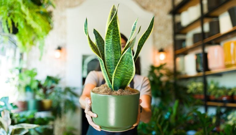 Paso a paso para multiplicar la lengua de suegra con una sola hoja y llenar la casa de nuevas plantas