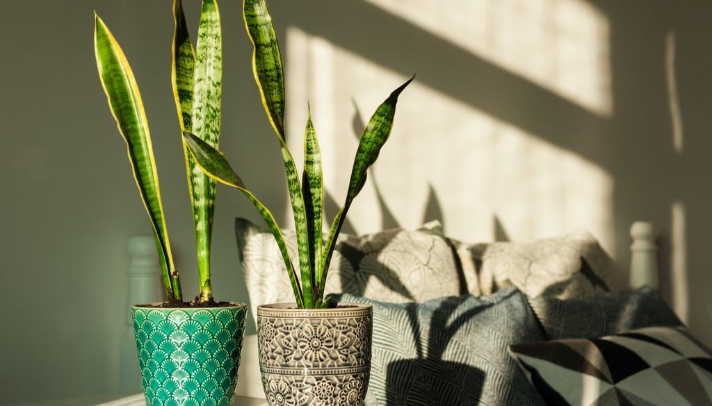plantas Multiplicar la lengua de suegra en casa solo requiere una hoja sana y un recipiente con buen drenaje.