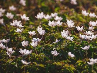 Pasqua tardiva, il clima dal passato al futuro