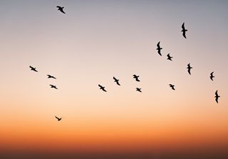 Pájaros en sintonía: el misterio del vuelo en grupo gracias a la aerodinámica