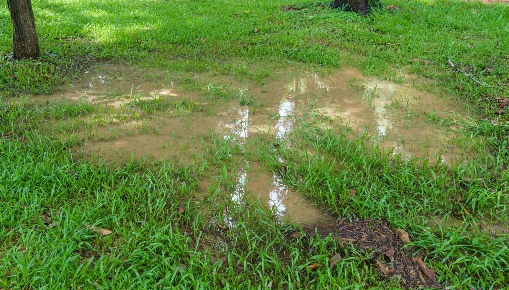 plantas Un manejo paciente durante las semanas de lluvia asegura que el parque conserve su brillo.