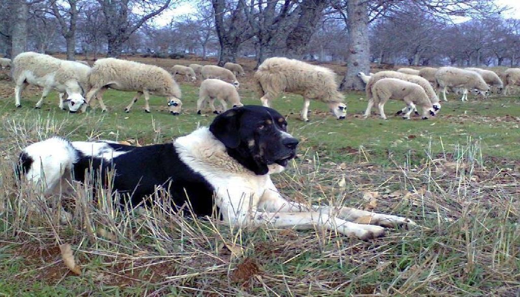 O Cão de Gado Transmontano fixou-se nas regiões altas de Portugal com funções específicas de guardar o rebanho contra o ataque do lobo. Foto: CPCGT