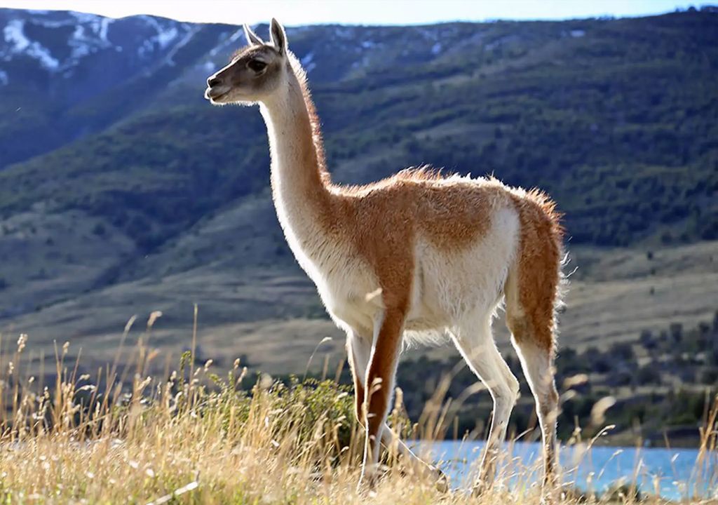 El guanaco El guanaco