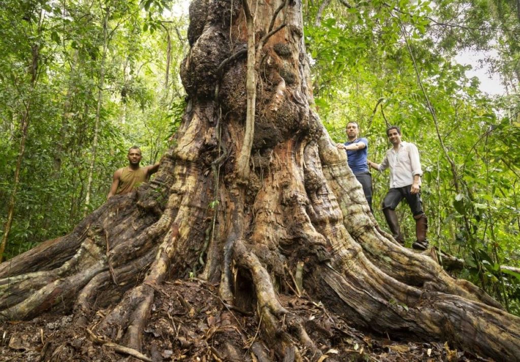 O pau-brasil de mais de 600 anos rodeado pelo guia, Uanderson, à esquerda, e Alex e Ricardo, à direita. Crédito: Cássio Vasconcelos O pau-brasil de mais de 600 anos rodeado pelo guia, Uanderson, à esquerda, e Alex e Ricardo, à direita. Crédito: Cássio Vasconcelos