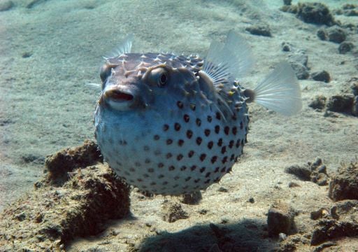 Estas 2 especies invasoras tienen en jaque al mar Mediterr&aacute;neo: los expertos alertan de sus impactos en el ecosistema