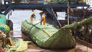 P&ecirc;che industrielle : des centaines de milliers de saumons captur&eacute;s par accident en Alaska