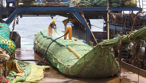 P&ecirc;che industrielle : des centaines de milliers de saumons captur&eacute;s par accident en Alaska