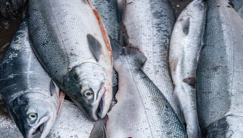 Pour les communautés autochtones, le saumon est bien plus qu’une ressource commerciale : il joue un rôle essentiel dans l’alimentation, les traditions et la vie culturelle.