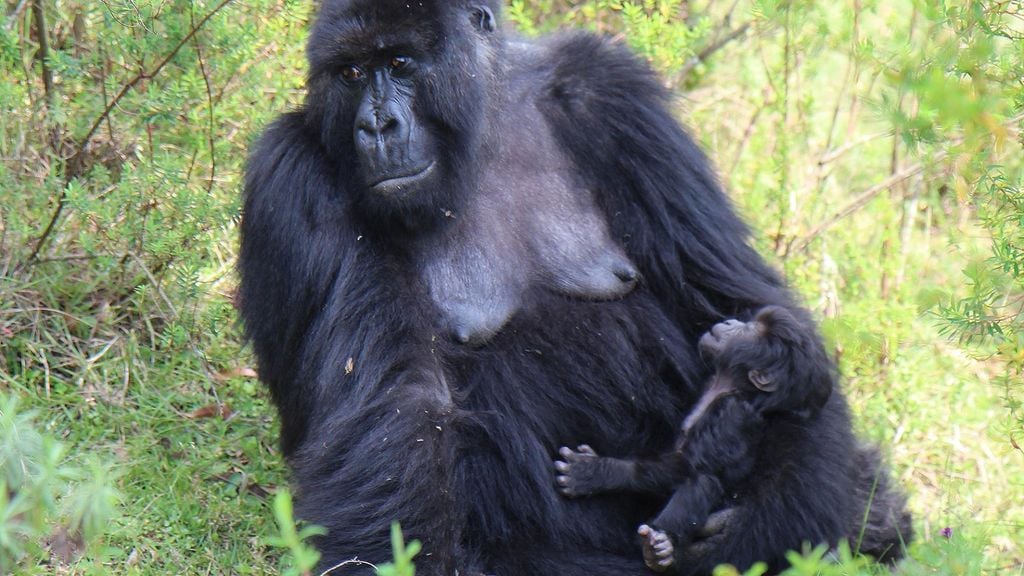 Una gorila de montaña hembra amamantando a su cría. Las gorilas tienen pechos visibles durante la lactancia, pero aún son relativamente pequeños en comparación con los humanos. La fotografía fue tomada en las montañas de Virunga, Ruanda. Foto: Juho-Antti Junno