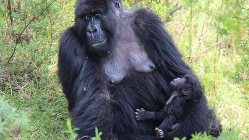 Los investigadores ofrecen una nueva perspectiva sobre la evoluci&oacute;n de los pechos: proteger a un reci&eacute;n nacido del fr&iacute;o