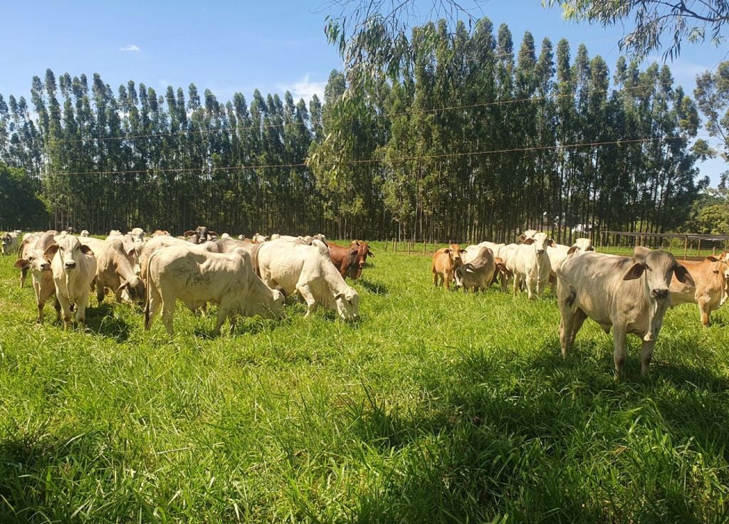 pecuária, gado, agricultura