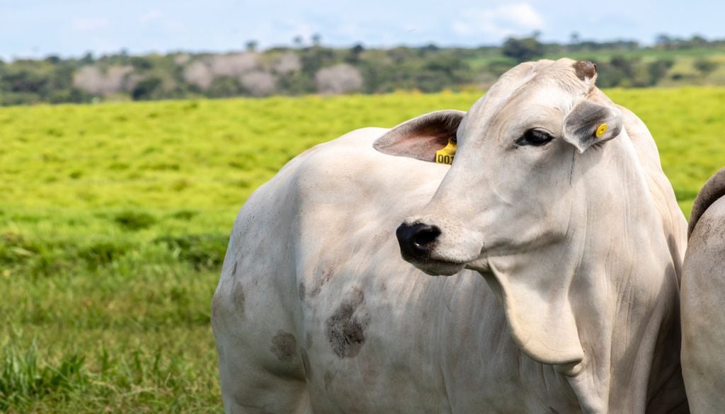 gado, amazonas, pecuaria A expansão das pastagens mantém a pecuária no centro do debate sobre uso da terra e conservação da Amazônia.