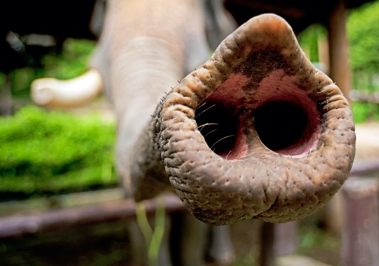 ¿Es la evolución de la trompa del elefante una señal del cambio climático?