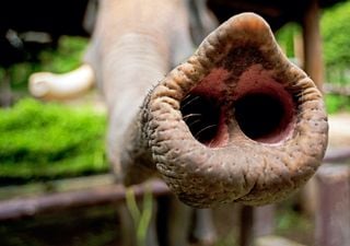 Será a evolução da tromba do elefante um sinal das alterações climáticas?