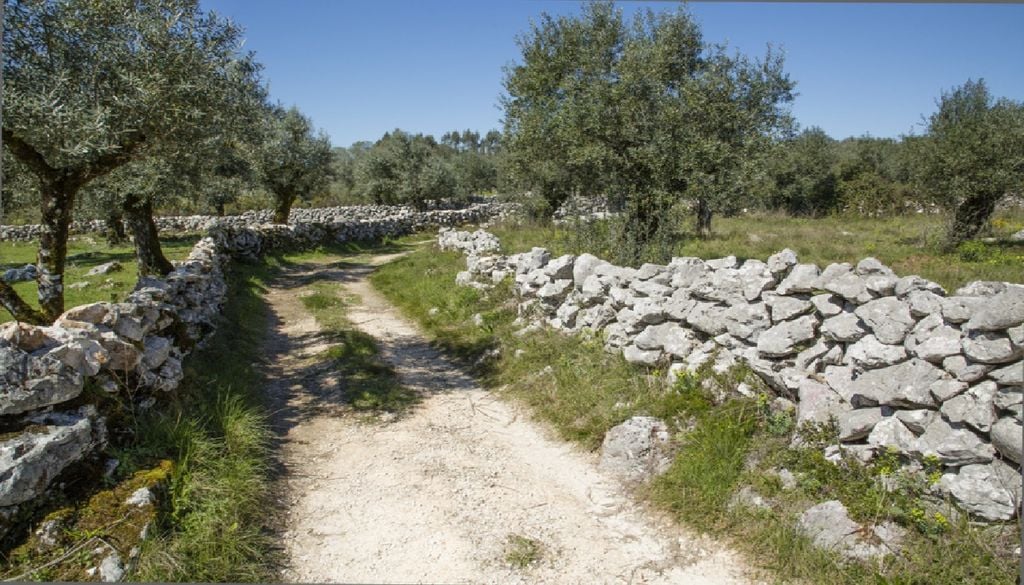 Ao longo dos caminhos de Sicó, os muros de pedra seca contam séculos de convivência entre as comunidades e a paisagem. Foto: Federação Portuguesa de Associações de Desenvolvimento Local