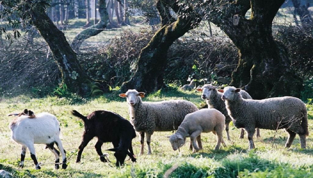 Os rebanhos de diferentes proprietários pastam nos terrenos comunitários e baldios das terras de Sicó, onde o tomilho-silvestre e a erva-de-santa-maria dão ao leite o sabor aromático único. Foto: PNAB
