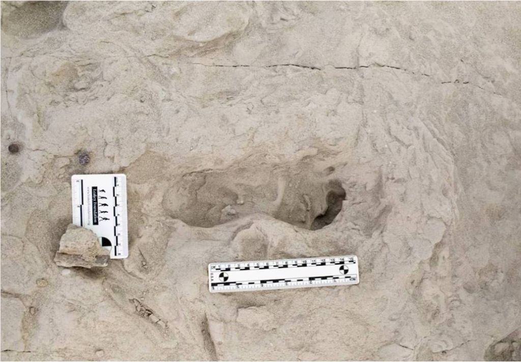 pegada Paranthropus boisei