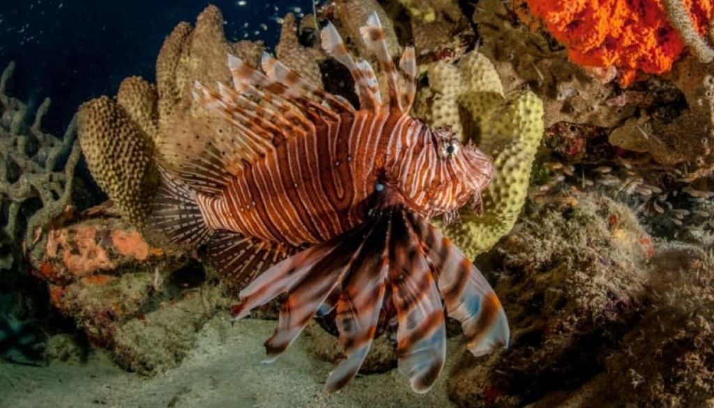Peixe-leão, espécie invasora e venenosa para o ecossistema marítimo. • ICMbio-Noronha Peixe-leão, espécie invasora e venenosa para o ecossistema marítimo. Crédito: ICMbio-Noronha