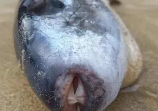Un pez con veneno más fuerte que el cianuro es encontrado en Reino Unido