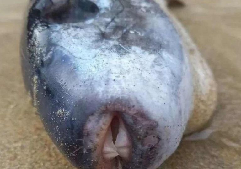 Peixe com veneno mais forte que o cianeto foi encontrado no Reino Unido Peixe com veneno mais forte que o cianeto foi encontrado no Reino Unido