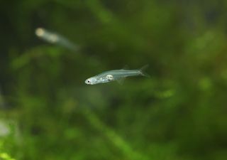 Pequeños peces emiten sonidos que podrían asustar a los humanos